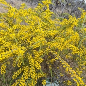 Acacia paradoxa at Isaacs, ACT - 9 Sep 2021 02:17 PM