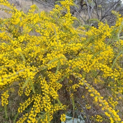 Acacia paradoxa (Kangaroo Thorn) at Isaacs Ridge and Nearby - 9 Sep 2021 by Mike