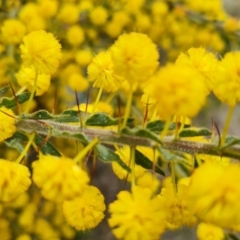 Acacia paradoxa at Isaacs, ACT - 9 Sep 2021