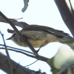 Ptilotula fusca (Fuscous Honeyeater) at Tuggeranong DC, ACT - 8 Sep 2021 by HelenCross