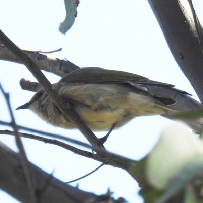 Ptilotula fusca (Fuscous Honeyeater) at Lions Youth Haven - Westwood Farm A.C.T. - 8 Sep 2021 by HelenCross