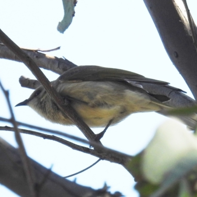 Ptilotula fusca (Fuscous Honeyeater) at Tuggeranong DC, ACT - 8 Sep 2021 by HelenCross