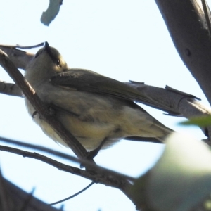 Ptilotula fusca at Tuggeranong DC, ACT - 8 Sep 2021