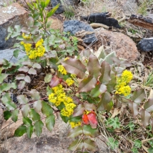 Berberis aquifolium at Isaacs, ACT - 9 Sep 2021 02:16 PM