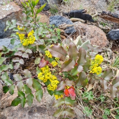 Berberis aquifolium (Oregon Grape) at Isaacs, ACT - 9 Sep 2021 by Mike