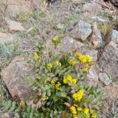 Berberis aquifolium at Isaacs, ACT - 9 Sep 2021