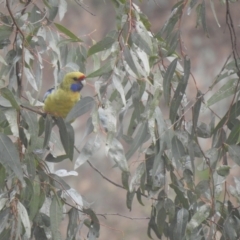 Platycercus elegans flaveolus (Yellow Rosella) at Wagga Wagga, NSW - 6 Jun 2020 by Liam.m