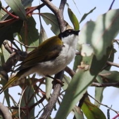 Melithreptus lunatus (White-naped Honeyeater) at Lions Youth Haven - Westwood Farm A.C.T. - 8 Sep 2021 by HelenCross