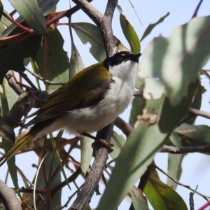 Melithreptus lunatus at Tuggeranong DC, ACT - suppressed