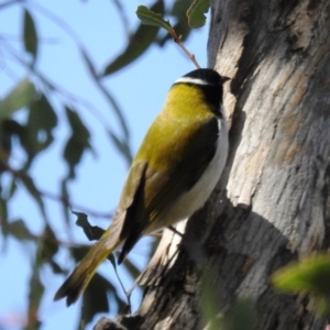 Melithreptus lunatus at Tuggeranong DC, ACT - suppressed