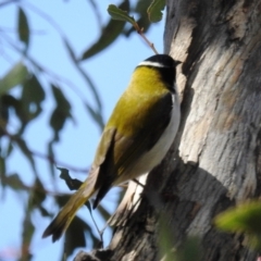 Melithreptus lunatus at Tuggeranong DC, ACT - 8 Sep 2021