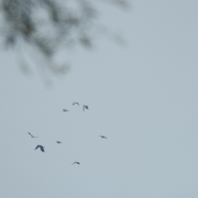 Callocephalon fimbriatum (Gang-gang Cockatoo) at Wagga Wagga, NSW - 6 Jun 2020 by Liam.m