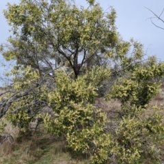 Acacia melanoxylon (Blackwood) at Jerrabomberra, ACT - 9 Sep 2021 by Mike