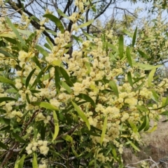 Acacia melanoxylon at Jerrabomberra, ACT - 9 Sep 2021