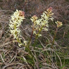 Stackhousia monogyna (Creamy Candles) at Tuggeranong DC, ACT - 8 Sep 2021 by HelenCross