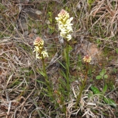 Stackhousia monogyna at Tuggeranong DC, ACT - 8 Sep 2021