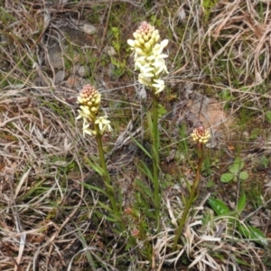 Stackhousia monogyna at Tuggeranong DC, ACT - 8 Sep 2021