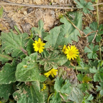 Cymbonotus sp. (preissianus or lawsonianus) (Bears Ears) at Isaacs Ridge and Nearby - 9 Sep 2021 by Mike