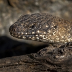 Egernia cunninghami (Cunningham's Skink) at Majura, ACT - 7 Sep 2021 by trevsci