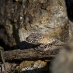 Egernia cunninghami at Majura, ACT - 7 Sep 2021