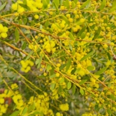 Acacia buxifolia subsp. buxifolia (Box-leaf Wattle) at Isaacs, ACT - 9 Sep 2021 by Mike