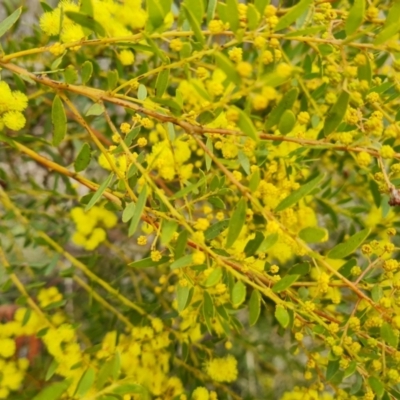 Acacia buxifolia subsp. buxifolia (Box-leaf Wattle) at Isaacs Ridge and Nearby - 9 Sep 2021 by Mike