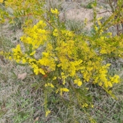Acacia buxifolia subsp. buxifolia at Isaacs, ACT - 9 Sep 2021