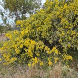 Acacia vestita at Isaacs, ACT - 9 Sep 2021 02:39 PM