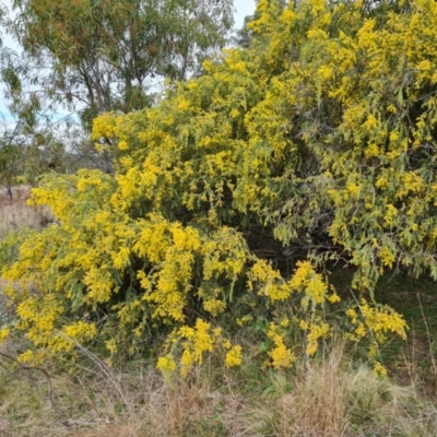 Acacia vestita (Hairy Wattle) at Isaacs Ridge and Nearby - 9 Sep 2021 by Mike