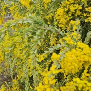 Acacia vestita at Isaacs, ACT - 9 Sep 2021