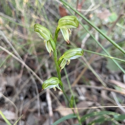 Bunochilus umbrinus (Broad-sepaled Leafy Greenhood) at Mount Painter - 7 Sep 2021 by ZaLaDa