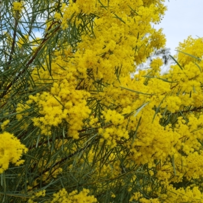 Acacia boormanii (Snowy River Wattle) at Isaacs Ridge and Nearby - 9 Sep 2021 by Mike