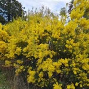 Acacia boormanii at Isaacs, ACT - 9 Sep 2021 02:51 PM