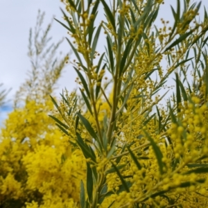 Acacia boormanii at Isaacs, ACT - 9 Sep 2021 02:51 PM