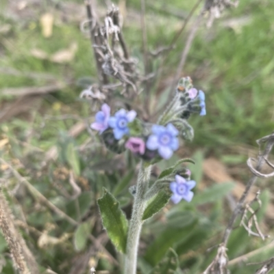 Cynoglossum australe (Australian Forget-me-not) at Red Hill to Yarralumla Creek - 9 Sep 2021 by KL