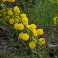 Acacia paradoxa (Kangaroo Thorn) at Eastern Hill Reserve - 9 Sep 2021 by Darcy