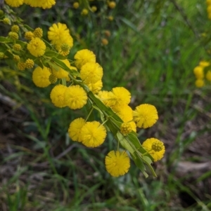 Acacia paradoxa at East Albury, NSW - 9 Sep 2021 01:06 PM