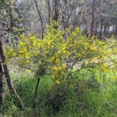 Acacia paradoxa at East Albury, NSW - 9 Sep 2021