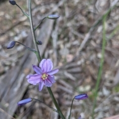 Arthropodium strictum (Chocolate Lily) at East Albury, NSW - 9 Sep 2021 by Darcy