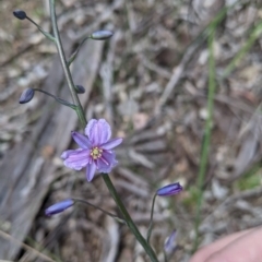 Arthropodium strictum at East Albury, NSW - 9 Sep 2021 01:08 PM