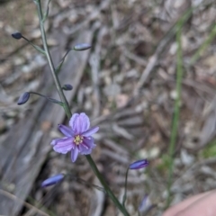 Arthropodium strictum at East Albury, NSW - 9 Sep 2021 01:08 PM