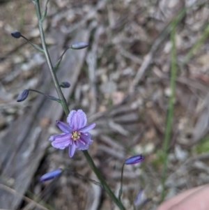 Arthropodium strictum at East Albury, NSW - 9 Sep 2021 01:08 PM