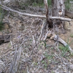 Arthropodium strictum at East Albury, NSW - 9 Sep 2021 01:08 PM