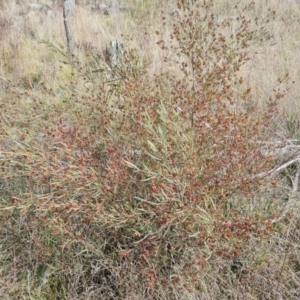 Dodonaea viscosa at Isaacs, ACT - 9 Sep 2021 03:00 PM