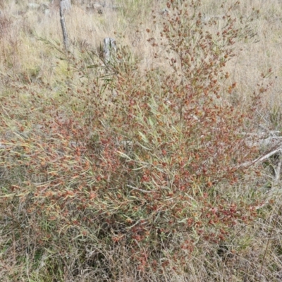 Dodonaea viscosa (Hop Bush) at Isaacs, ACT - 9 Sep 2021 by Mike