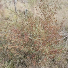 Dodonaea viscosa (Hop Bush) at Isaacs, ACT - 9 Sep 2021 by Mike