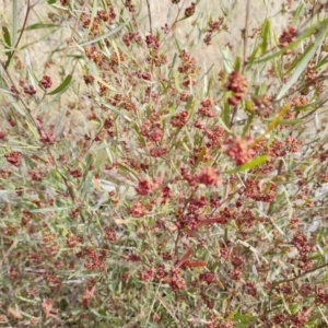 Dodonaea viscosa at Isaacs, ACT - 9 Sep 2021