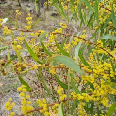Acacia rubida (Red-stemmed Wattle, Red-leaved Wattle) at Isaacs Ridge and Nearby - 9 Sep 2021 by Mike