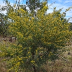 Acacia rubida at Isaacs, ACT - 9 Sep 2021