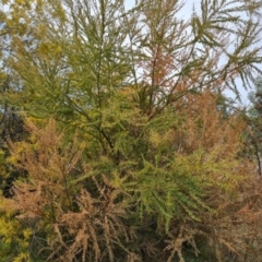 Acacia lunata at Isaacs, ACT - 9 Sep 2021 by Mike